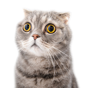 L'impact de l'humour ou des images choquantes dans la (...)